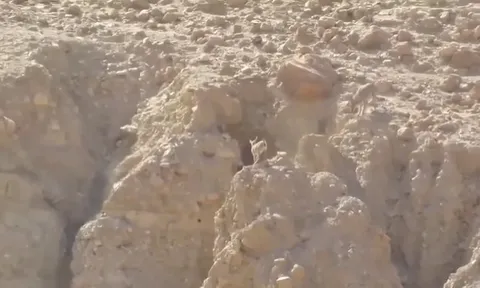 CLIP: Cuộc rượt đuổi nghẹt thở giữa chó sói và dê núi trên vách đá cheo leo