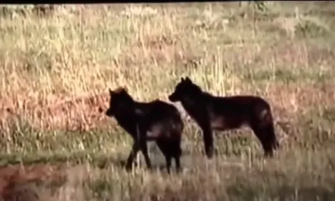 CLIP: Nai mẹ quên mình làm mồi nhử để cứu con khỏi nanh vuốt chó sói