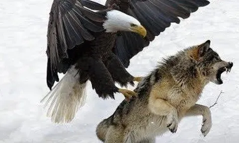 CLIP: Cuộc chiến sinh tồn, đại bàng vàng đơn độc thách thức bầy sói giành mồi