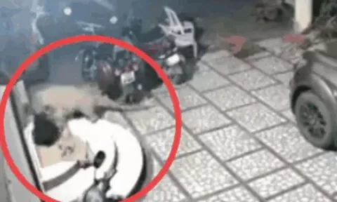 CLIP: Nửa đêm, báo đốm lẻn vào nhà dân tấn công chó nhà rồi nhận cái kết bẽ mặt