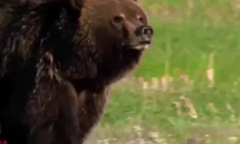 CLIP: Sói hoang liều lĩnh “cướp” chiến lợi phẩm từ gấu xám khổng lồ