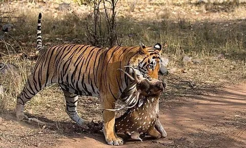 CLIP: Hổ dữ đoạt mạng hươu trong chớp mắt