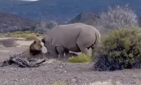 CLIP: Liều mạng vồ tê giác, sư tử suýt phải trả giá đắt