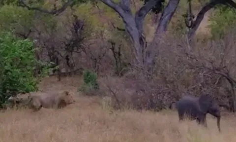 CLIP: 'Đơn thương độc mã', voi con lạc mẹ dũng cảm chống lại bầy sư tử