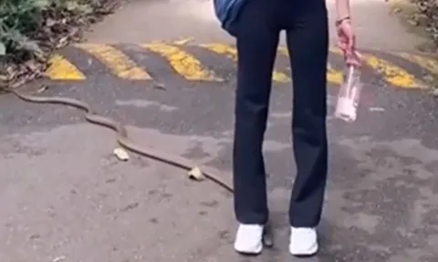 CLIP: Mải mê tạo dáng, cô gái bị rắn hổ chúa bò qua chân mà không hề hay biết nhưng cái kết mới gây 'sốc'