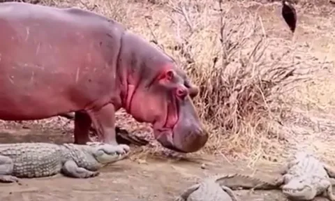 CLIP: Nổi danh là 'chúa tể đầm lầy' thế mà đàn cá sấu vẫn phải 'dạt sang 1 bên' để nhường đường cho loài vật này