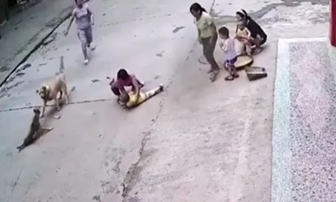 CLIP: Chó nhà dũng cảm cứu em bé khỏi bị chó lạ tấn công và kết cục mãn nhãn