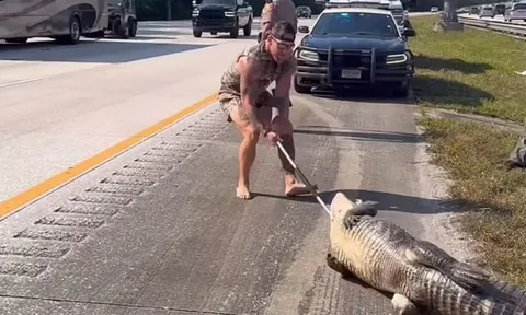 CLIP: Võ sĩ MMA đi chân trần vật lộn với cá sấu dài 3 mét trên cao tốc Florida