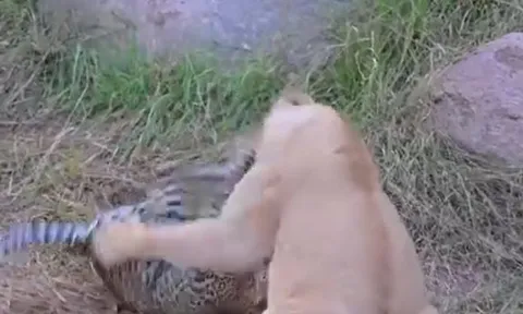 CLIP: Báo hoa mai mẹ liều mình chiến đấu chống lại sư tử để bảo vệ con non và cái kết 'ngẹt thở'