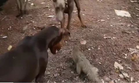 CLIP: Bị 3 chú chó nhà tấn công dữ dội, cầy Mangut nhận cái kết khiến ai cũng sửng sốt!