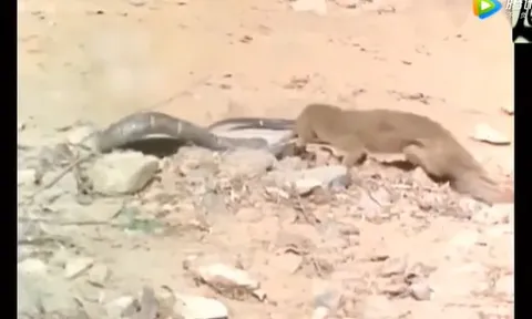 CLIP: Cầy Mangut loạng choạng vì trúng độc hổ mang, kẻ săn rắn đôi khi cũng phải trả giá