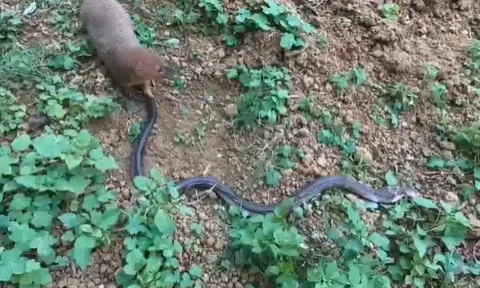 CLIP: Thấy hổ mang cực độc, cầy Mangut vẫn lao vào như không và kết cục bất ngờ