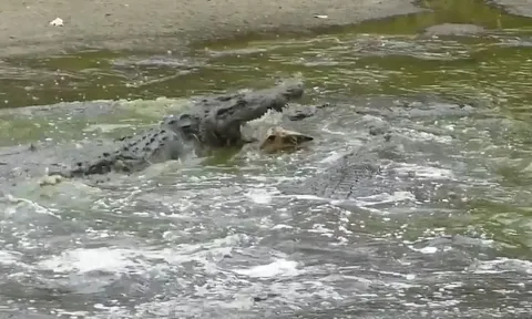 CLIP: Cá sấu tung cú đớp chí mạng, hạ sát linh dương non trong nháy mắt