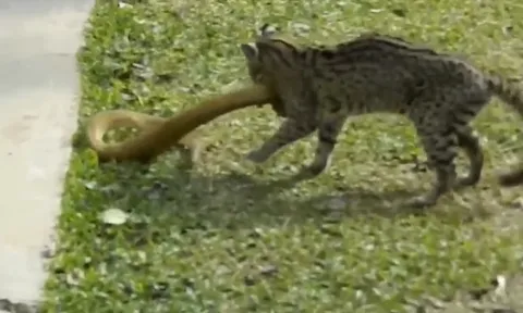 CLIP: Mèo hoang tung đòn hiểm, hạ gục rắn viper độc địa trong cuộc chiến sinh tồn