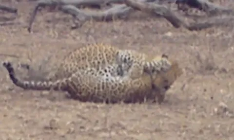 CLIP: Trận chiến sinh tử giữa hai con báo hoa mai, kẻ yếu bỏ mạng dưới móng vuốt đồng loại