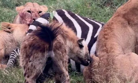 CLIP: Cảnh tượng khó tin, linh cẩu cùng sư tử chia sẻ bữa ăn cho nhau