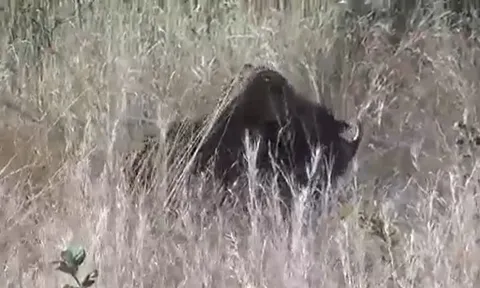 CLIP: Lợn bướu thoát hiểm ngoạn mục nhờ màn giao đấu nảy lửa giữa hai con báo hoa mai