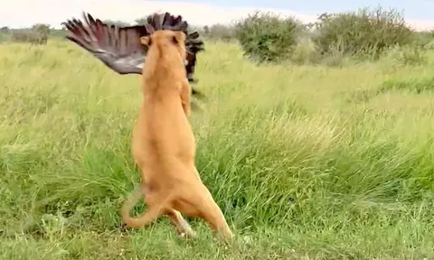 CLIP: Trộm thức ăn thừa của sư tử, kền kền phải trả giá bằng cả tính mạng