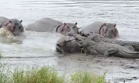 CLIP: Bị cá sấu tóm được, linh dương đầu bò vẫn thoát chết ngoạn mục nhờ 'máu bao đồng' của hà mã