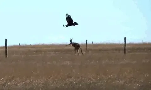 CLIP: Đại bàng liều lĩnh tấn công kangaroo và cái kết bất ngờ