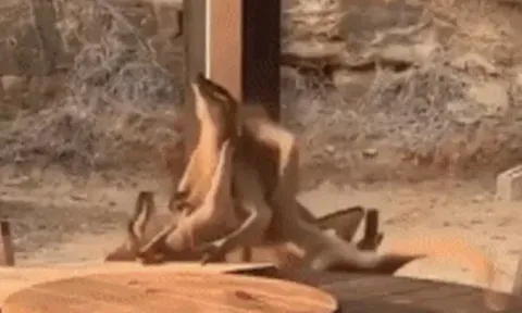 CLIP: Hai con kangaroo “quyết chiến” như những tay đấm say xỉn, làm náo loạn cả khu dân cư