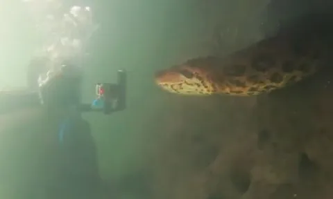 CLIP: Đụng độ nhóm thợ lặn dưới sông, trăn Anaconda dài 7 mét làm ra hành động bất ngờ