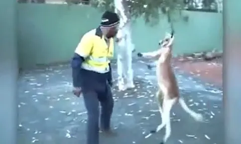 CLIP: Kangaroo "gây sự" với nam công nhân và cái kết không ngờ