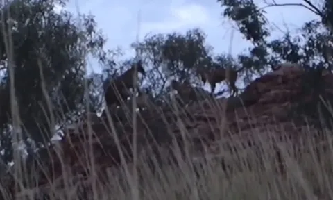 CLIP: 3 chú chó hoang Dingo dồn Kangaroo vào đường cùng và cái kết bất ngờ!