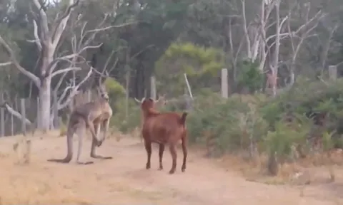 CLIP: Kangaroo chạm trán dê hiếu chiến trên đường mòn, cuộc đối đầu không khoan nhượng