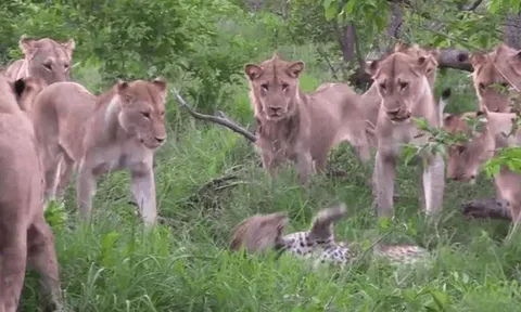 CLIP: Rơi vào vòng vây của 12 con sư tử, báo hoa mai nhận cái kết bi thảm