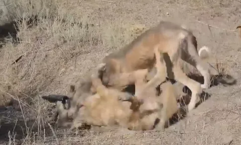 CLIP: Chó săn Tazy “kẻ gầy gò” khiến sói đồng cỏ và lửng cũng phải khiếp sợ