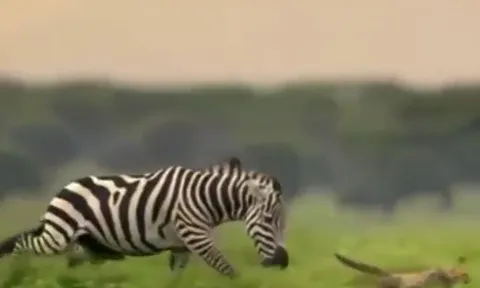 CLIP: Vừa 'thai nghén' kế hoạch săn ngựa vằn, báo săn đã bị con mồi đuổi cho 'chạy té khói'