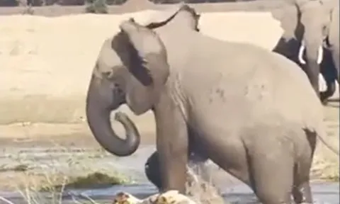 CLIP: Liều lĩnh tấn công voi con, cá sấu bị voi mẹ dẫm đạp cho đến chết