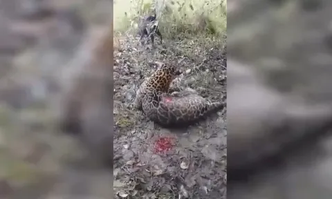 CLIP: 15 con chó săn hợp lực vây hãm báo đốm và kết cục bi thảm cho kẻ săn mồi lừng danh