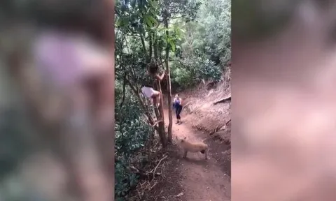 CLIP: Hoảng hồn vì bị lợn rừng truy đuổi, cô gái trèo tót lên cây "cầu cứu"