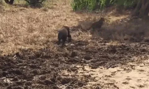 CLIP: Quá nhút nhát, báo săn bất ngờ bị lợn rừng phản công, bỏ chạy tán loạn