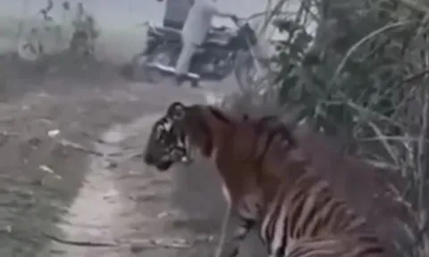 CLIP: Hổ dữ bất ngờ xuất hiện gần làng, người dân thản nhiên quay phim và cái kết bất ngờ