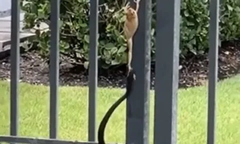 CLIP: Bị rắn cắn chặt chân, ếch vẫn có màn thoát chết ngoạn mục