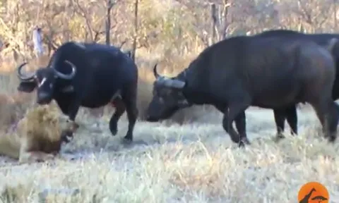 CLIP: Thấy sư tử đực bị đồng loại 'đồ sát', đàn trâu rừng bất ngờ lao lại giải cứu nhưng cái kết mới 'sốc'