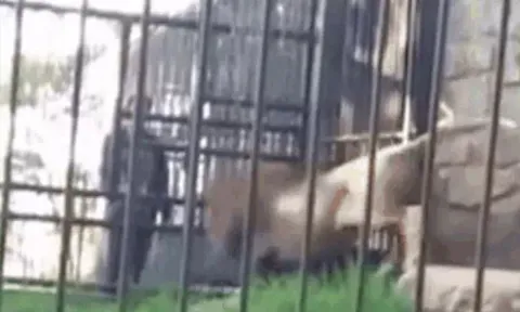 CLIP: Say rượu rồi vào vườn thú chọc sư tử, nam thanh niên bị mèo lớn ngoạm nát tay