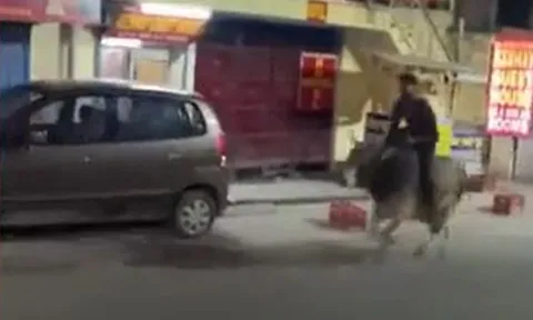 CLIP: Say rượu rồi cưỡi bò tót phi như bay trên đường phố, nam thanh niên nhận cái kết đắng