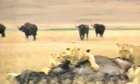 CLIP: Bị đàn sư tử xẻ thịt, trâu rừng nỗ lực vùng dậy tấn công ngược kẻ đi săn để chạy thoát thân