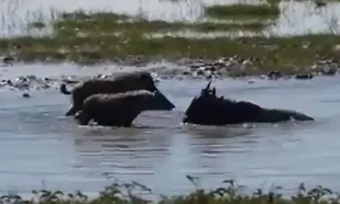 CLIP: Linh dương đầu bò dũng cảm đối đầu linh cẩu