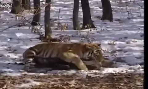 CLIP: Những khoảnh khắc săn mồi mãnh liệt của chúa sơn lâm