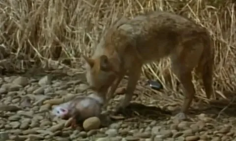 CLIP: Chồn túi giả chết thần sầu, thành công đánh lừa được chó sói để thoát thân