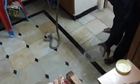 CLIP: Người đàn ông khiến người xem phải trầm trồ với kỹ năng bắt rắn điêu luyện