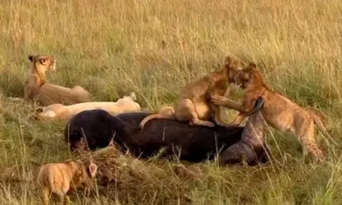 CLIP: Sư tử con thoải mái chơi đùa trên xác trâu rừng