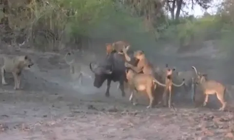 CLIP: Cuộc đối đầu sinh tử, 12 anh em nhà sư tử hợp lực vây hãm trâu rừng