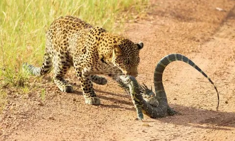 CLIP: Kỳ đà dũng mãnh đối đầu báo hoa mai