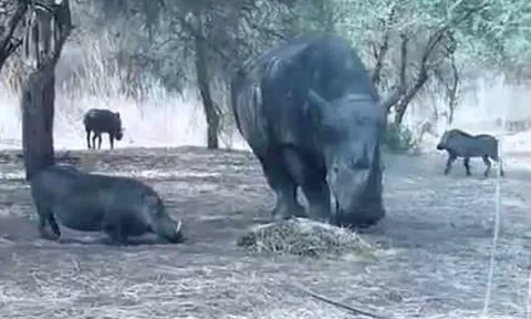 CLIP: Tê giác bỗng nhiên 'nổi điên', húc bay lợn bướu lên trời